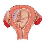 Fetus Modell 3. Monat - 3B Smart Anatomy / Bild 7