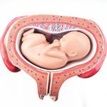 Fetus Modell 5. Monat Rückenlage - 3B Smart Anatomy / Bild 1