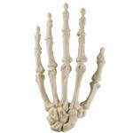 Hand, ORTHObones STANDARD / Bild 1