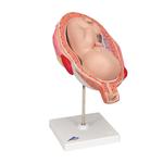 Fetus Modell 7. Monat - 3B Smart Anatomy / Bild 2