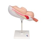 Fetus Modell 7. Monat - 3B Smart Anatomy / Bild 3