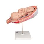 Fetus Modell 7. Monat - 3B Smart Anatomy / Bild 5