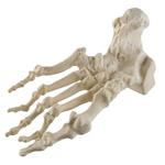 Fuss Hammerzehen ORTHObones Standard / Bild 1