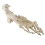 Fuss Hammerzehen ORTHObones Standard / Bild 2