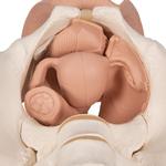Weibliches Beckenskelett Modell m.Genitalorganen 3 teilig / Bild 7