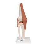 Kniegelenk-Funktionsmodell - 3B Smart Anatomy / Bild 1