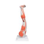 Beinmuskel Modell 9-teilig  3B Smart Anatomy / Bild 1