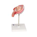 Fetus Modell  4. Monat  Bauchlage - 3B Smart Anatomy / Bild 5