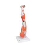 Beinmuskel Modell 9-teilig  3B Smart Anatomy / Bild 2