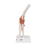 Ellenbogengelenk- Funktionsmodell - 3B Smart Anatomy / Bild 1