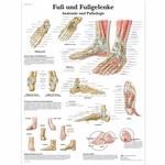 Lehrtafel, Fuss und Fussgelenke / Bild 1