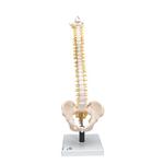 Skelett Luxus-Fred, Rollenstativ, 3B Smart Anatomy / Bild 1