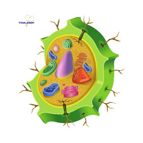 Multifacettenreiche Mitochondrien